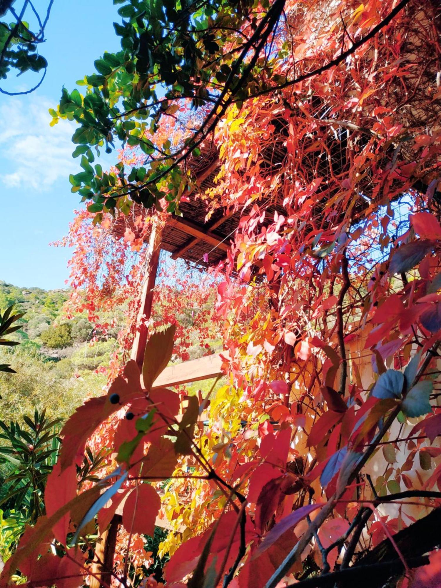 Oleander'S Garden Traditional Cretan Cottage Ferma Exterior photo